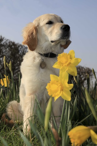 spring pup